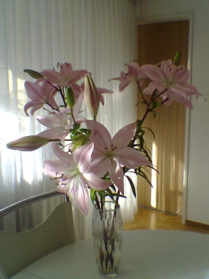 Lilien