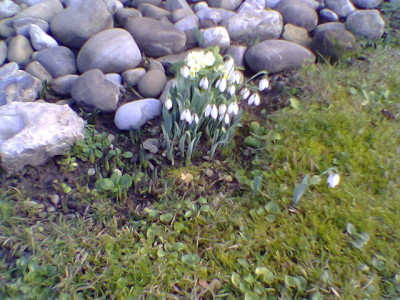 14. Januar ! Frühling ?